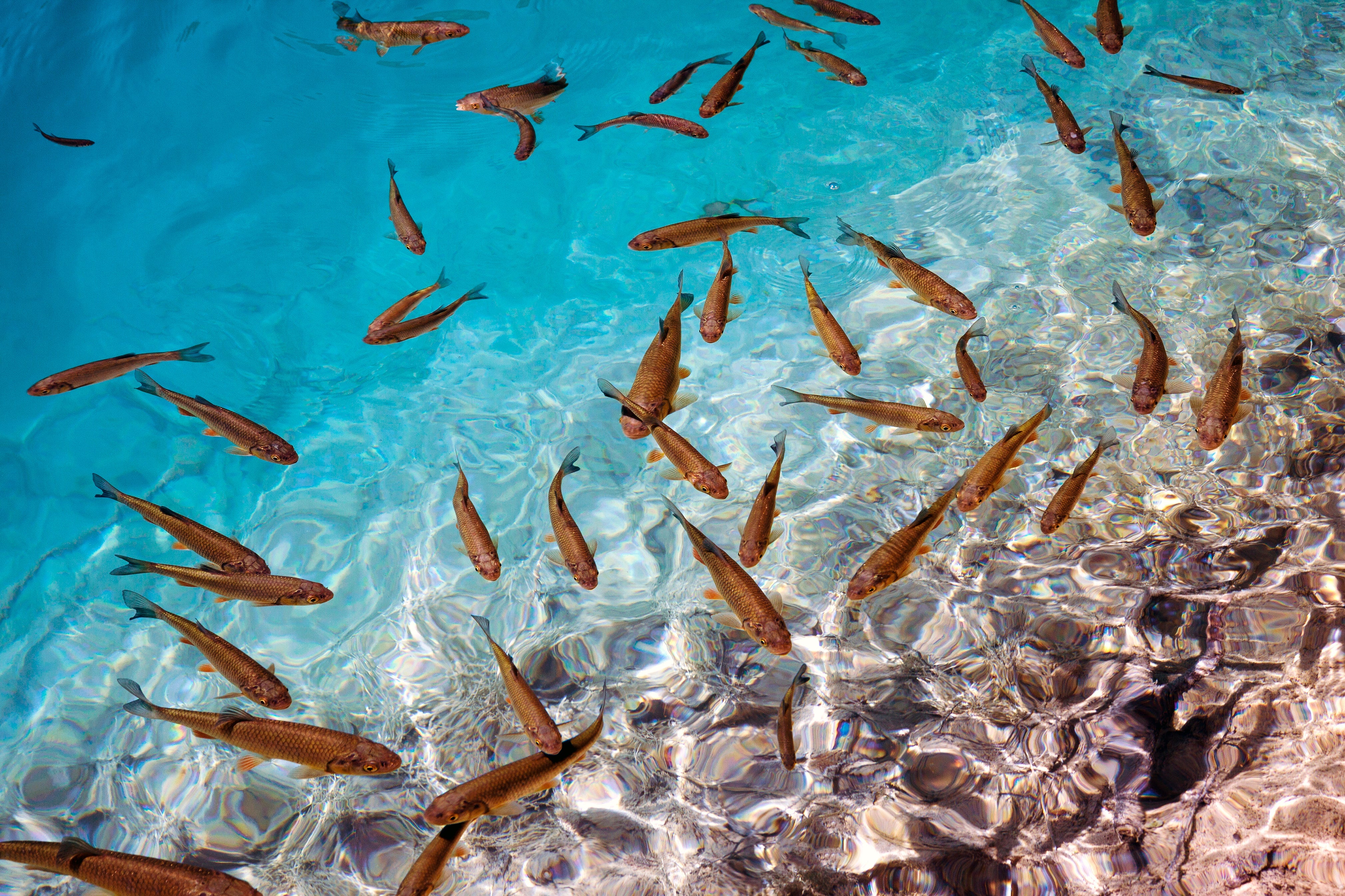 How to I know when my fish are ill?